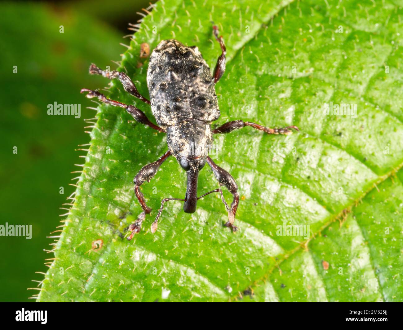 Charançon (sous-tribu Hylobiina, Curculionidae) sur une feuille de la forêt tropicale, province d'Orellana, Équateur Banque D'Images