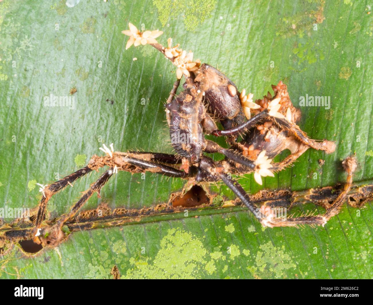 Cordyceps champignon poussant sur une fourmi Bullet (Paraponera clavata), sur une feuille dans le sous-étage de la forêt tropicale, province d'Orellana, Équateur Banque D'Images