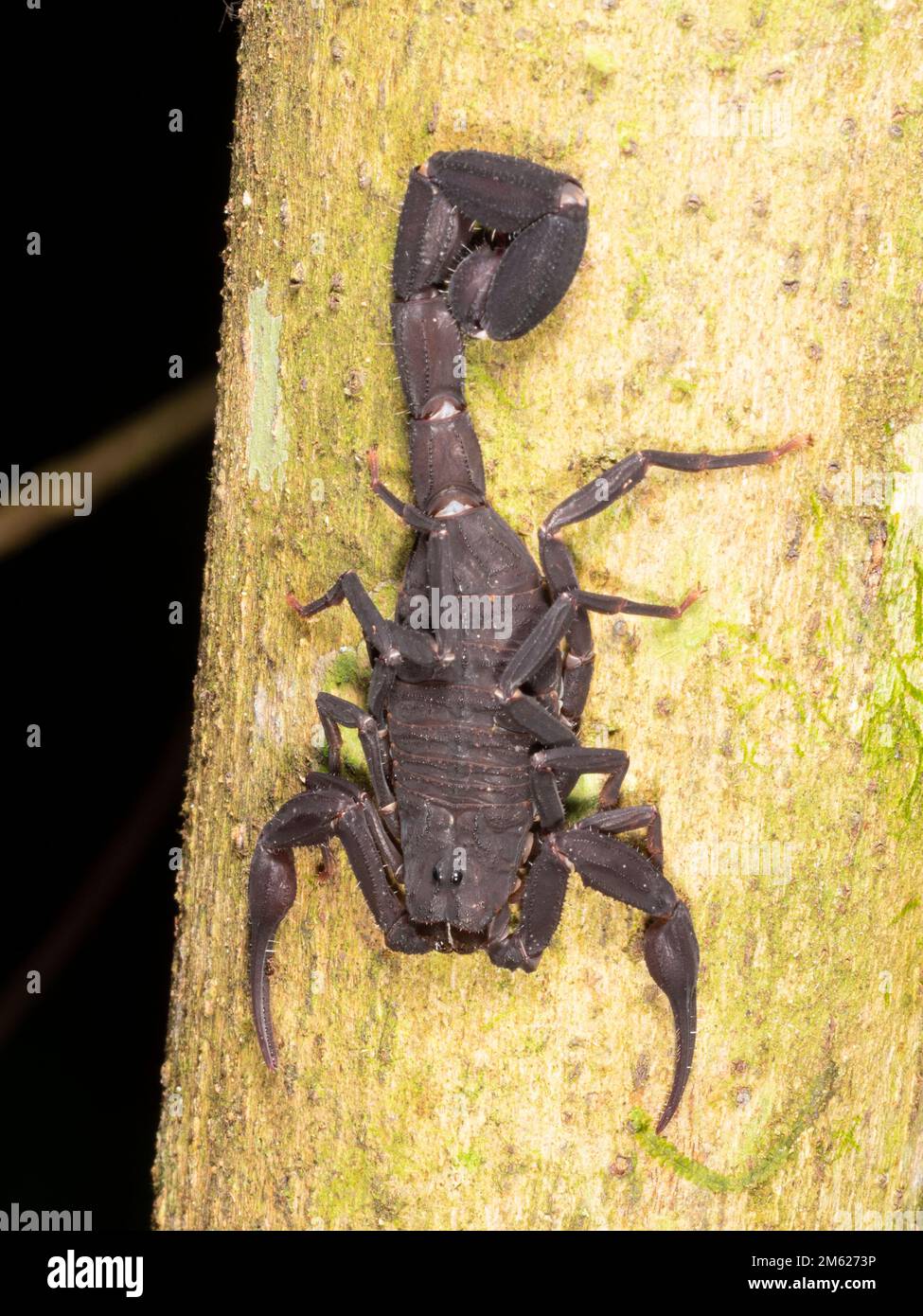Scorpion à queue épaisse (Tityus sp.) Sur un tronc d'arbre dans la forêt tropicale, province d'Orellana, Équateur Banque D'Images