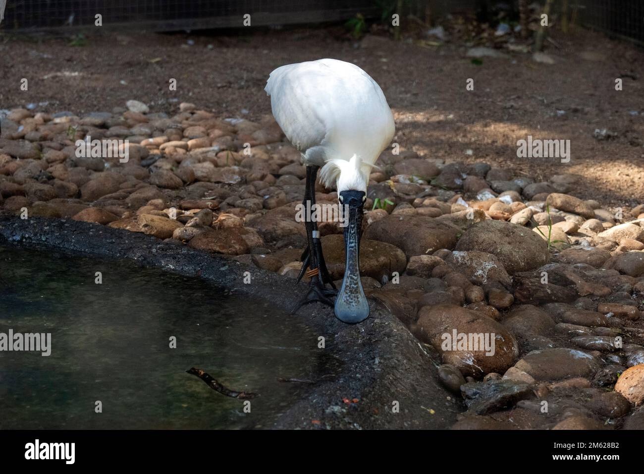 Royal Spoonbill (Platalea regia) dans un parc animalier de Sydney, Nouvelle-Galles du Sud, Australie (photo de Tara Chand Malhotra) Banque D'Images