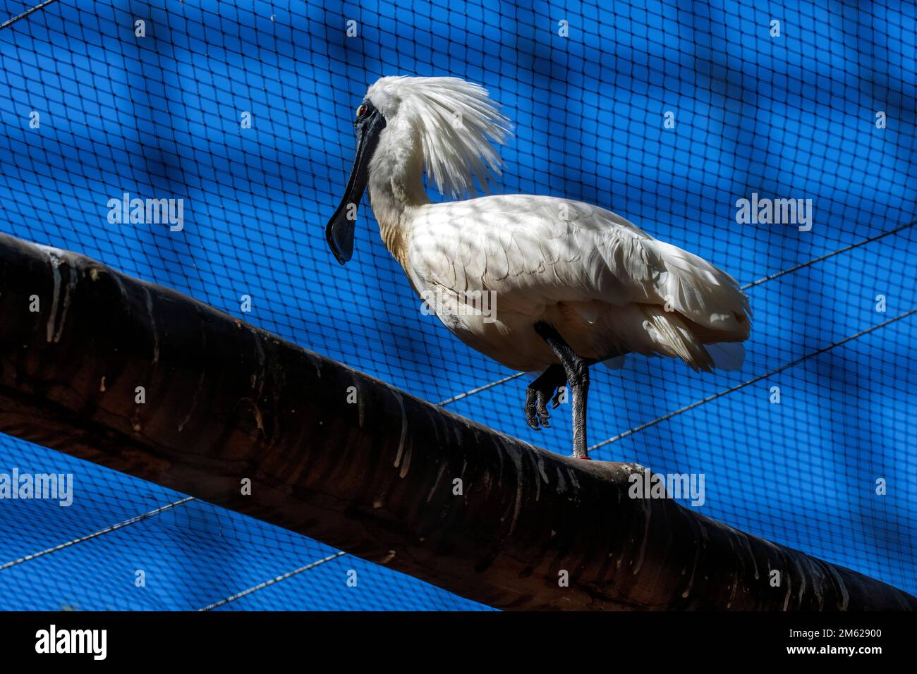 Royal Spoonbill (Platalea regia) dans un parc animalier de Sydney, Nouvelle-Galles du Sud, Australie (photo de Tara Chand Malhotra) Banque D'Images