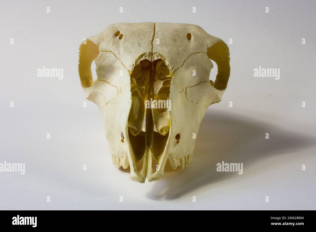 Un crâne de mouton propre Banque D'Images
