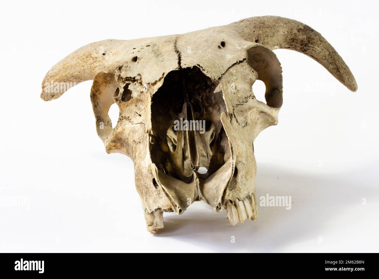 Un crâne de mouton propre Banque D'Images