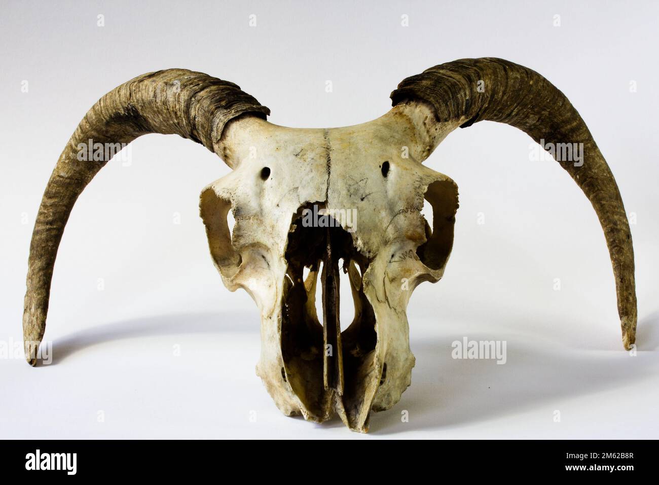 Un crâne de mouton propre Banque D'Images