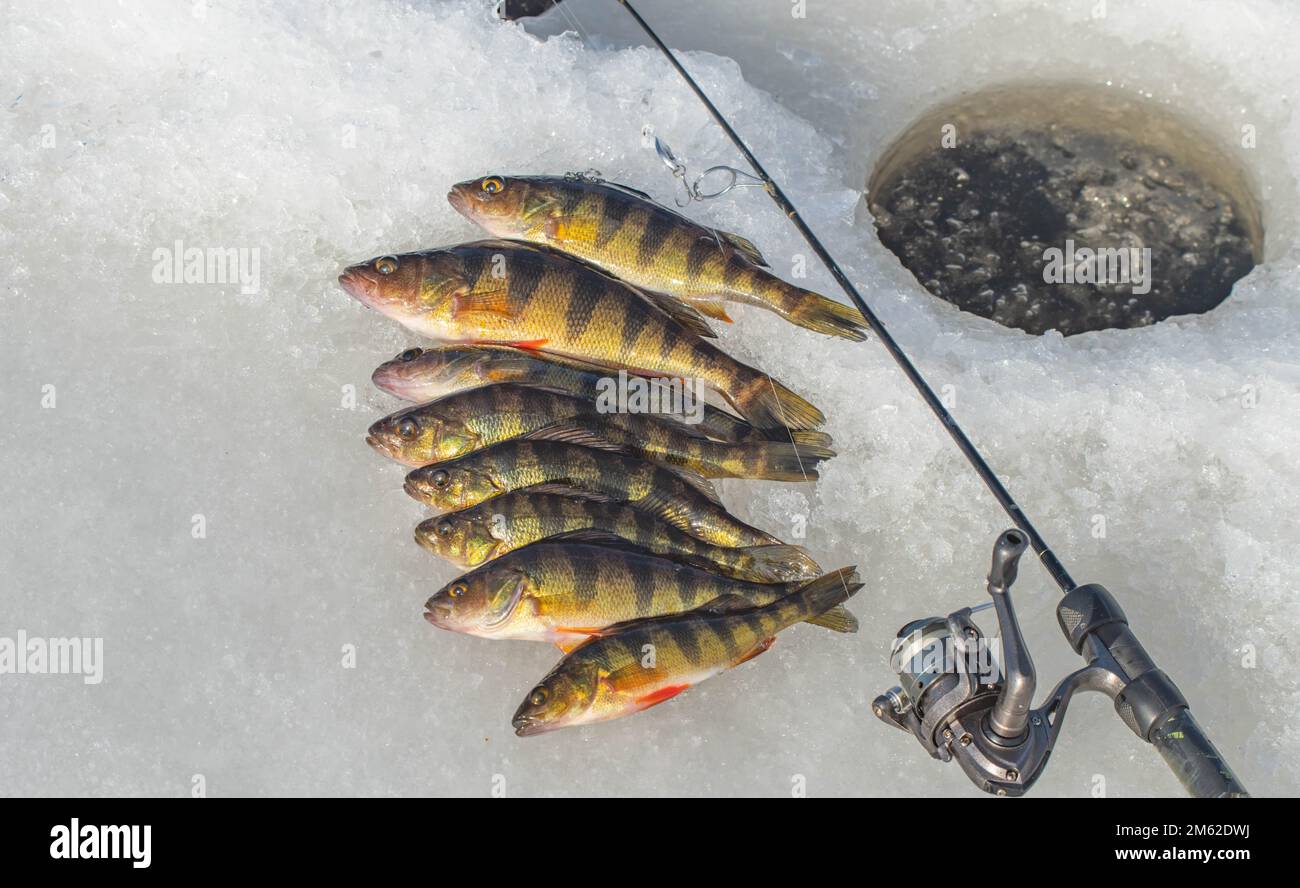 Pêche sur glace à la perche jaune, pêche agréable, lac d'eau douce, activités d'hiver en plein air. Banque D'Images