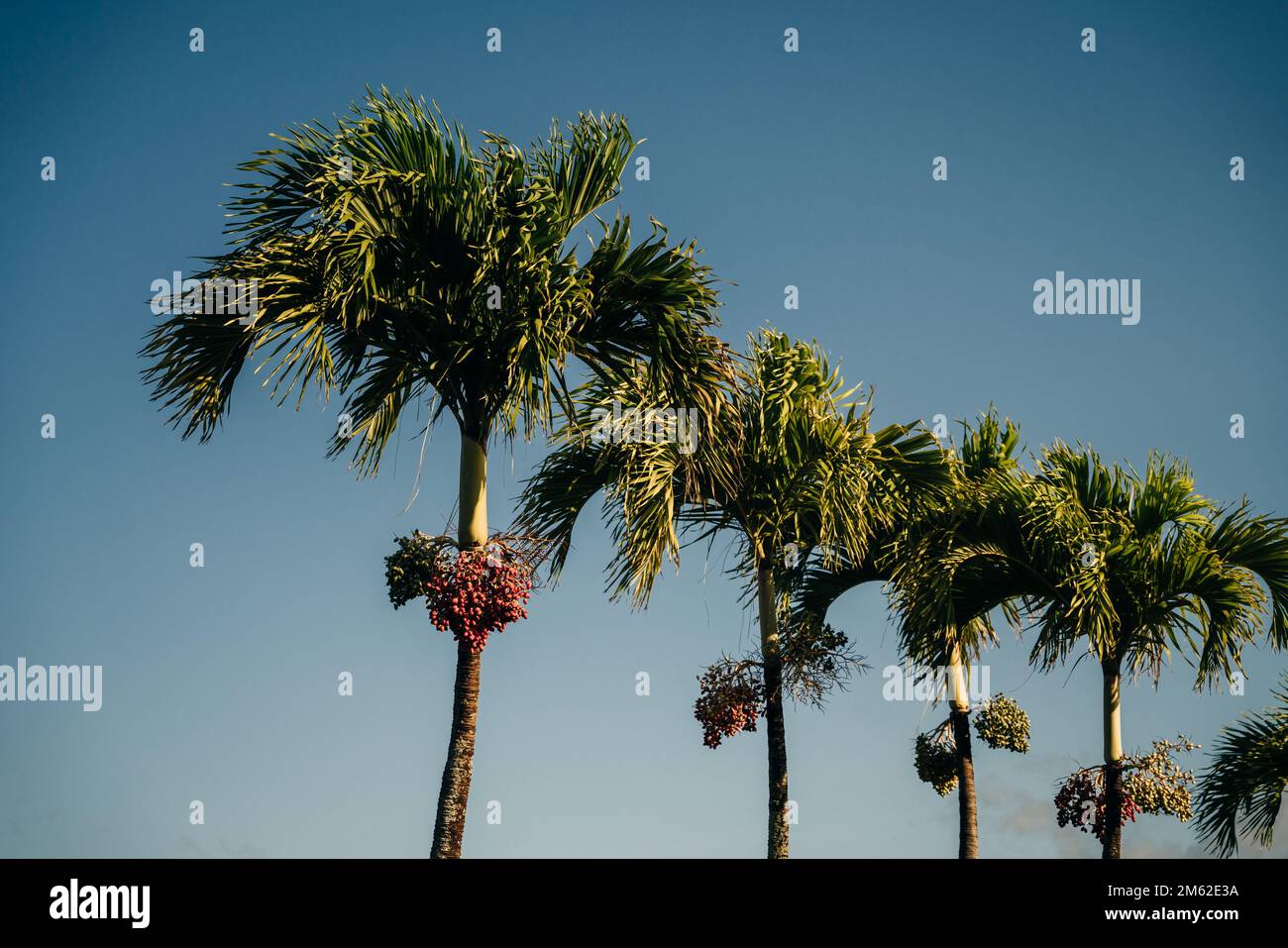 Noix de bétel mûre et rouge sur la branche du palmier de bétel dans le jardin. Fruit Areca Palm ou fruit Areca Nut. Photo de haute qualité Banque D'Images