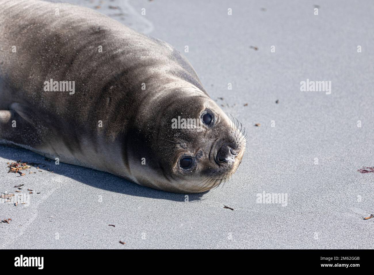 Mirounga leonina, une réserve sauvage de phoques de l'éléphant du Sud, située sur Elephant Beach, Sea Lion Island, îles Falkland Banque D'Images
