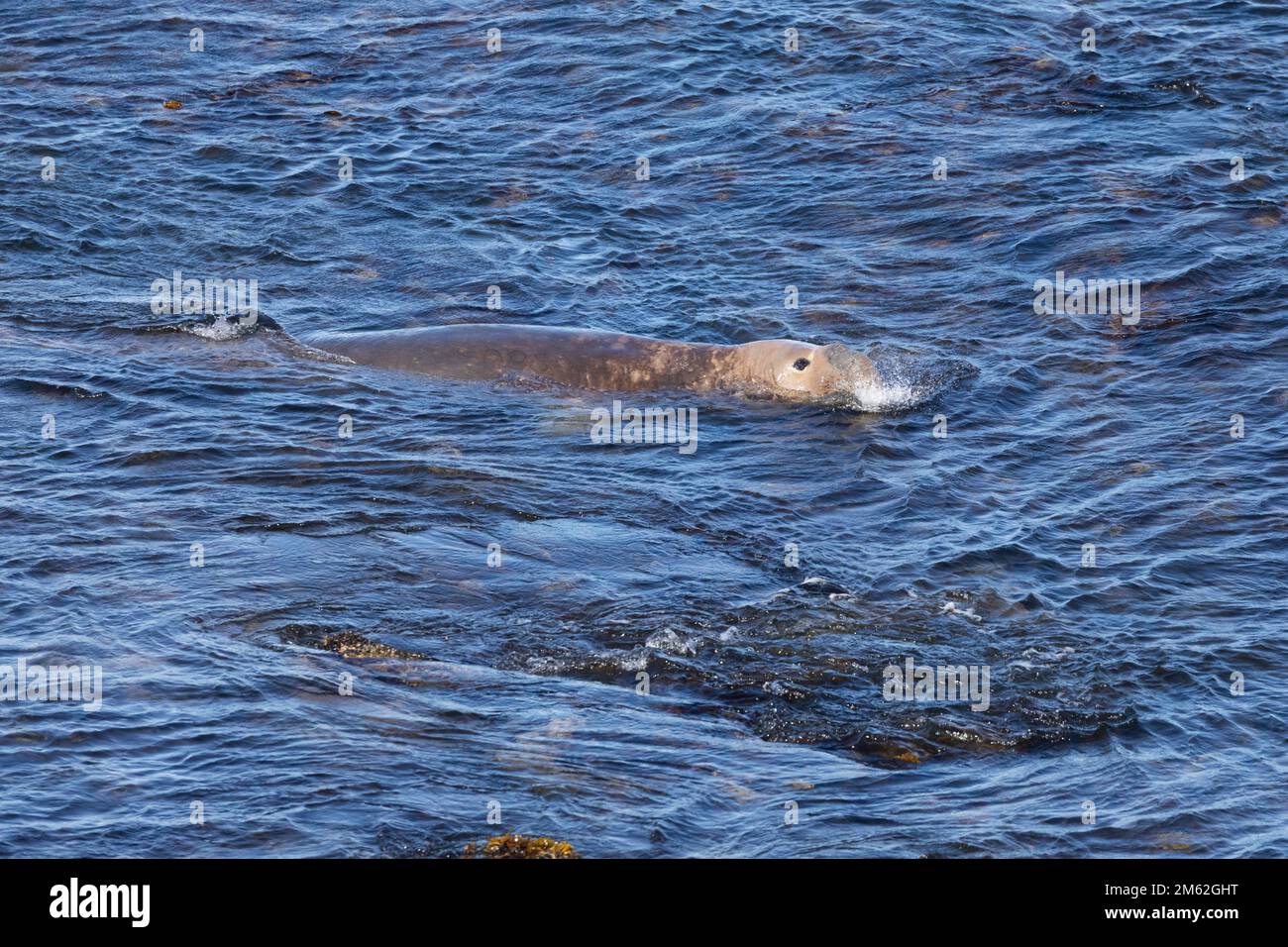 Un phoque de l'éléphant du Sud, Mirounga leonina, souffle des bulles alors qu'il nage dans l'océan Atlantique Sud au large de Sea Lion Island, dans les îles Falkland Banque D'Images