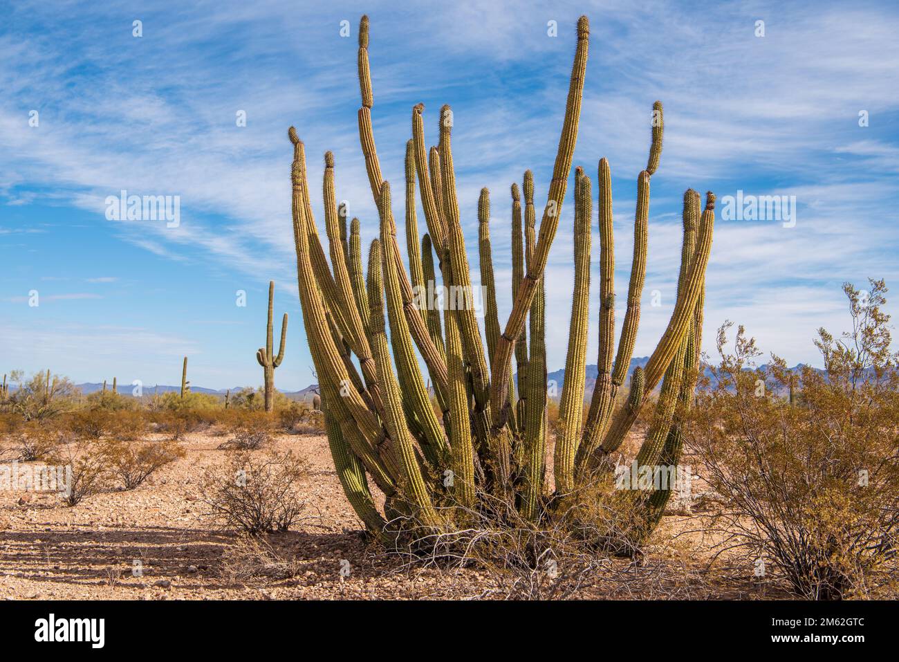 Tuyau d'orgue Cactus Banque D'Images