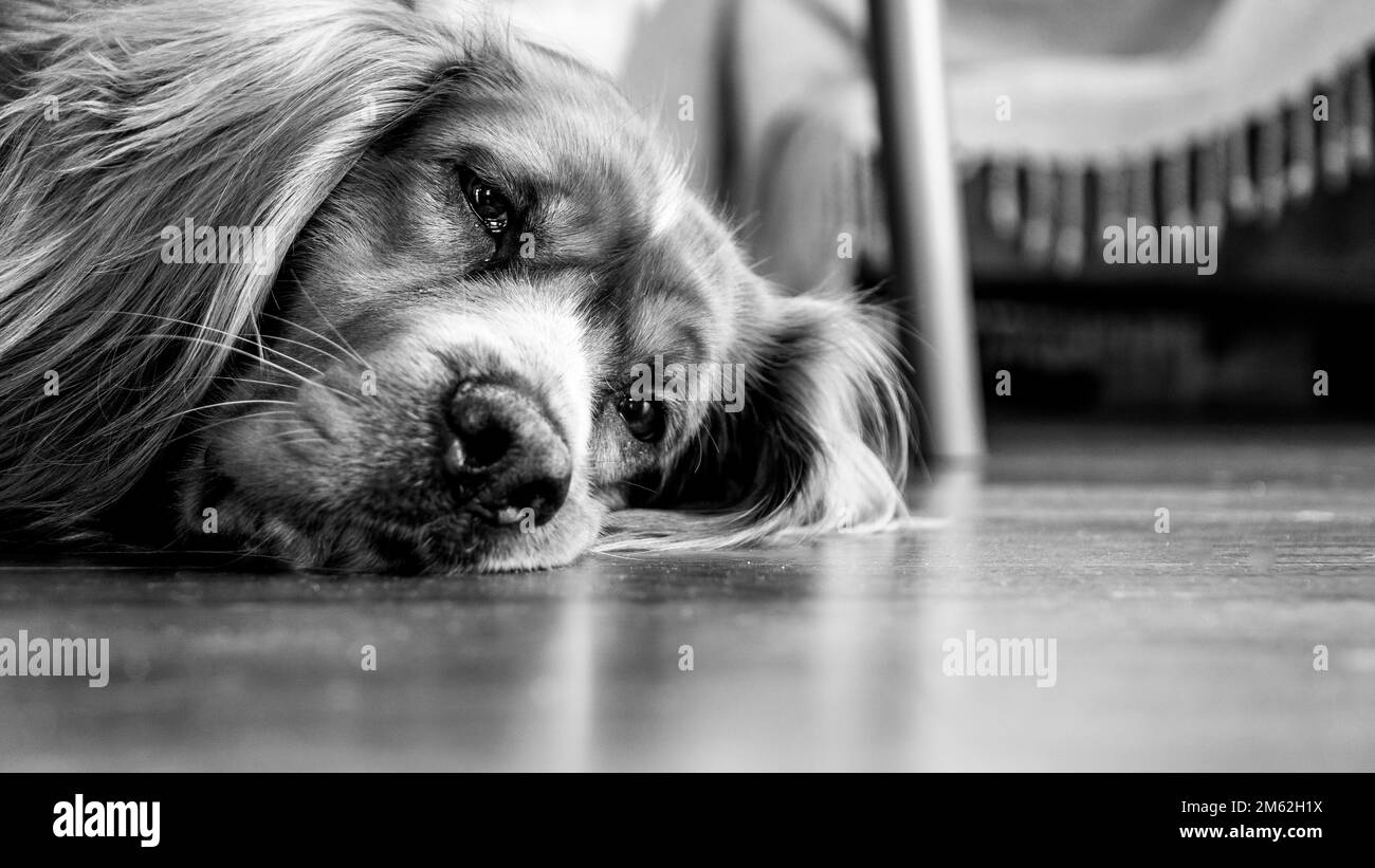 Portrait d'un chien allongé sur le sol à la maison et regardant l'appareil photo. Adorable chien. Mélange de chien Mongrel de cocker américain et de compositeur irlandais Banque D'Images