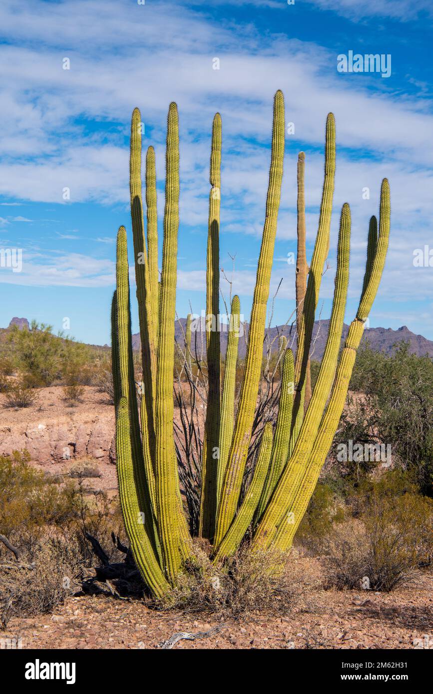 Orgue Pipe Cactus le long de la route nord de Puerto Blanco au Monument national de Organ Pipe Cactus dans le sud de l'Arizona, États-Unis. En 1976, le monument a été déclar Banque D'Images