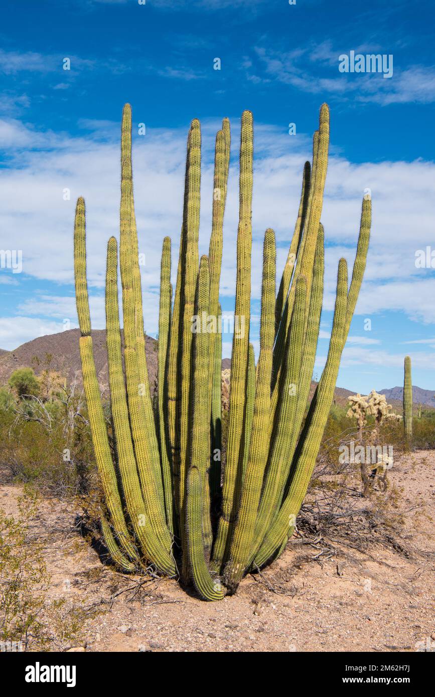 Orgue Pipe Cactus le long de la route nord de Puerto Blanco au Monument national de Organ Pipe Cactus dans le sud de l'Arizona, États-Unis. En 1976, le monument a été déclar Banque D'Images