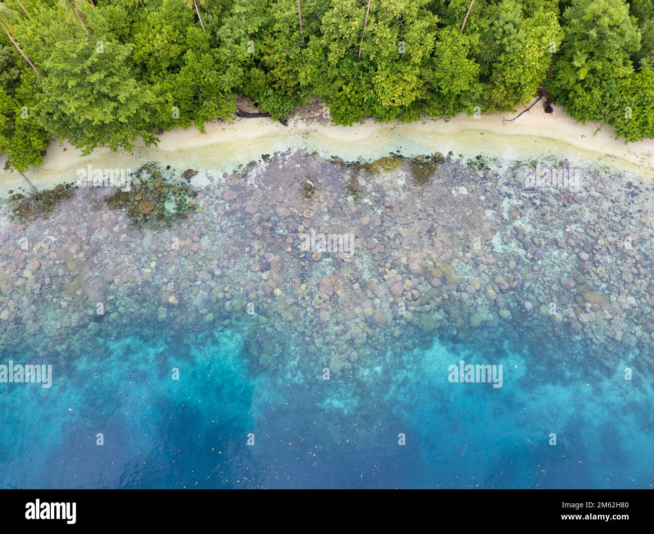 Une île tropicale luxuriante est bordée d'un récif de corail dans les îles Salomon. Ce beau pays abrite une biodiversité marine spectaculaire. Banque D'Images
