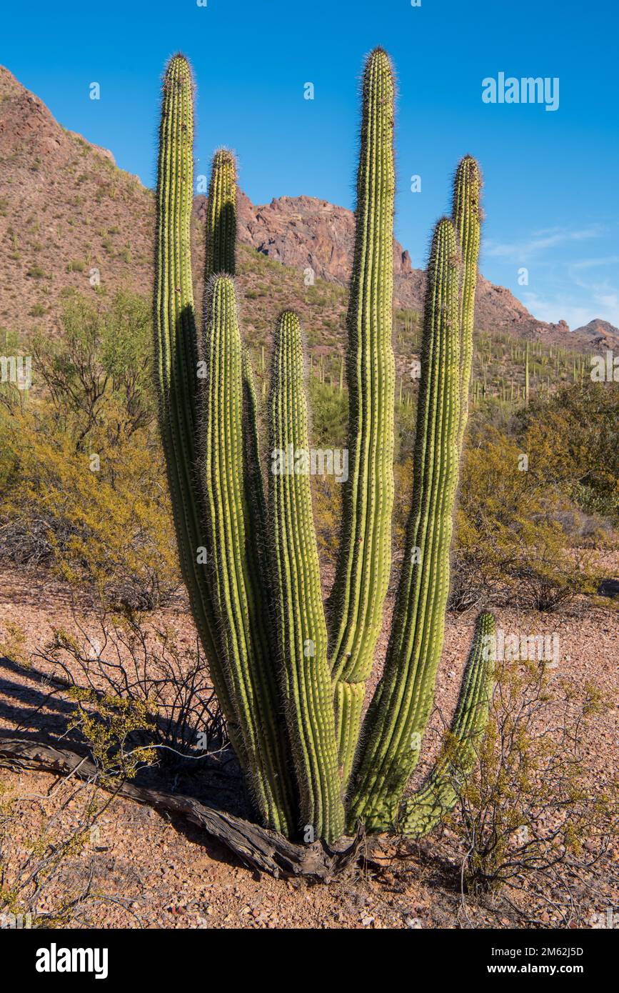 Young Organ Pipe Cactus le long de l'Ajo Mountain Drive au Monument national d'Organ Pipe Cactus, une réserve de biosphère de l'UNESCO dans le sud de l'Arizona, aux États-Unis. Banque D'Images