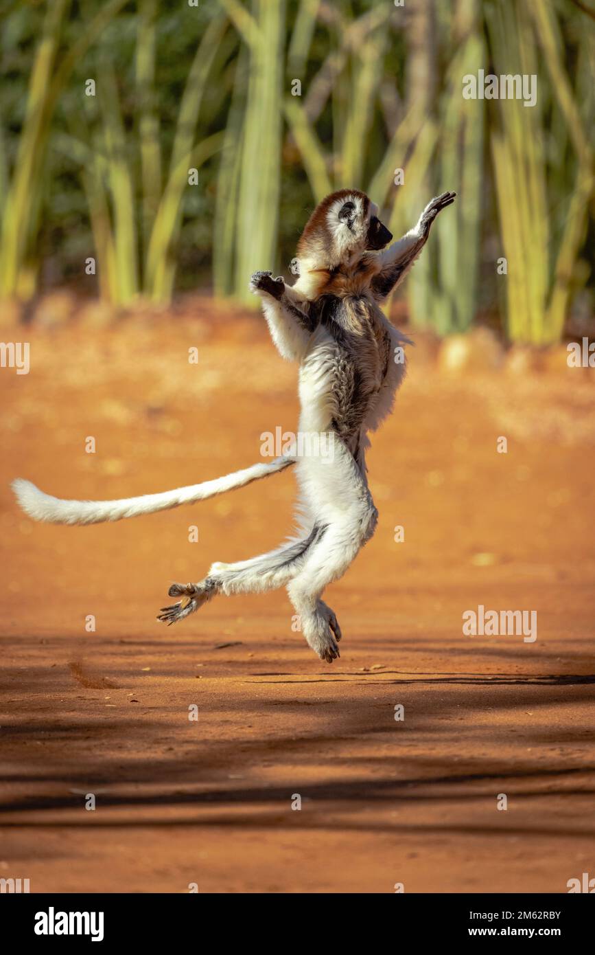 Sifaka lemur de Verreaux dansant à Berenty Reserve, forêt de Malaza dans la vallée de Mandrare, Madagascar, Afrique Banque D'Images