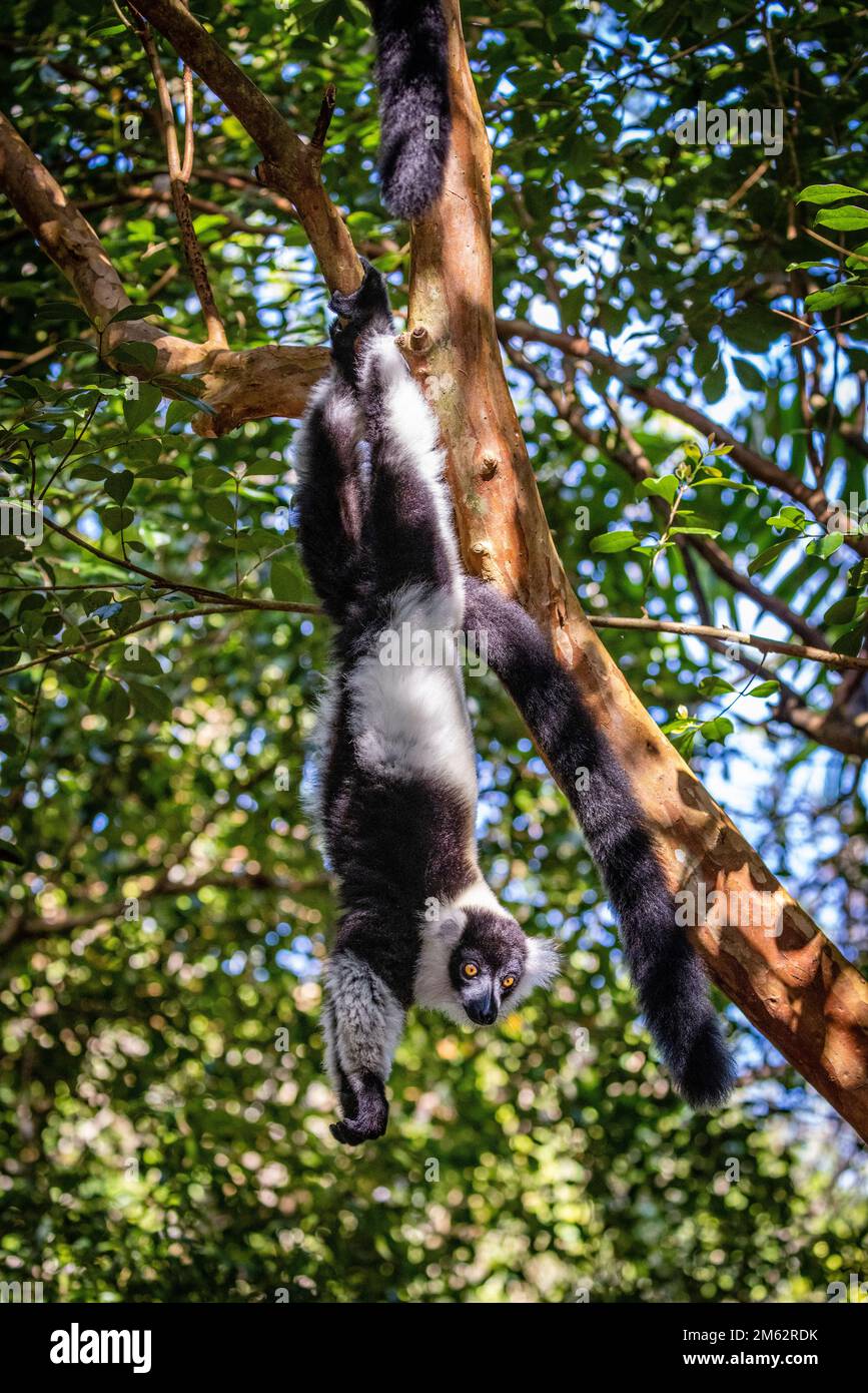 Lémuriens à revers noir et blanc dans le parc national d'Andasibe-Mantadia, est de Madagascar, Afrique Banque D'Images