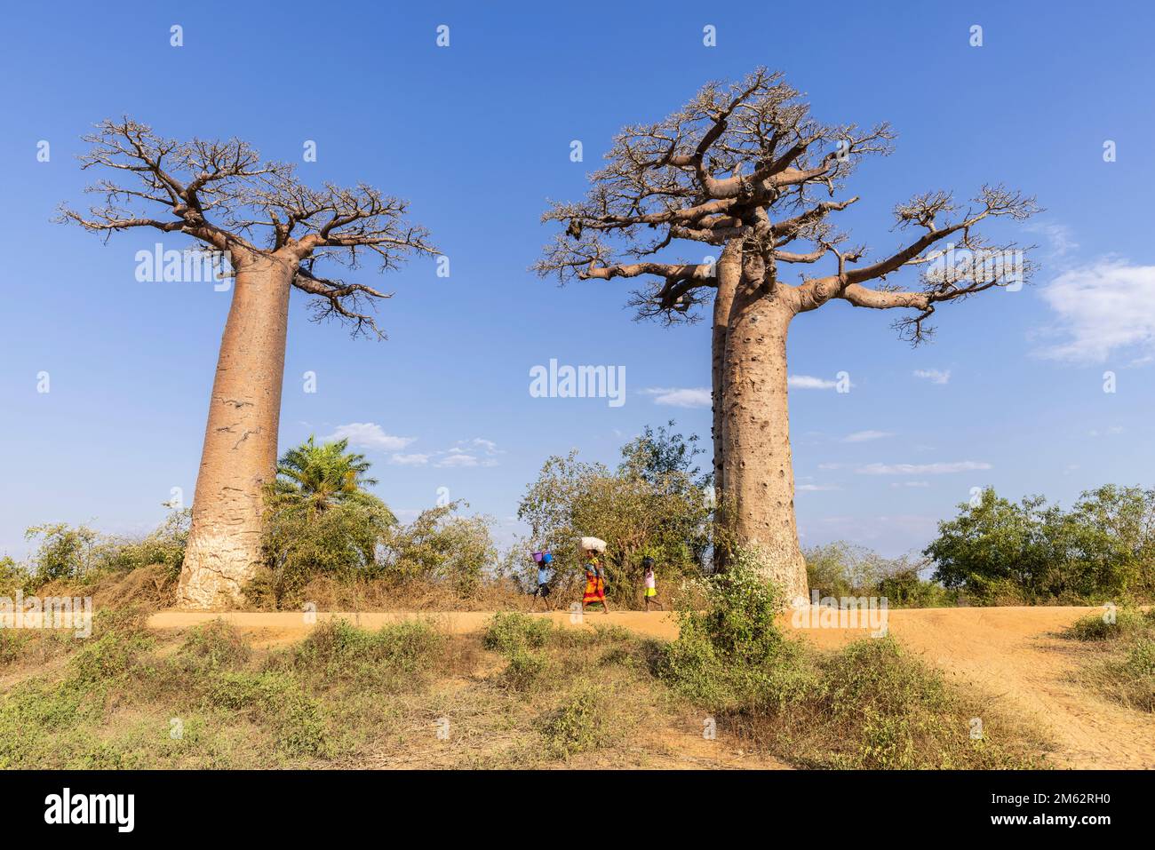 La vie de village le long de l'avenue des Baobabs à Morondava, Madagascar, Afrique Banque D'Images