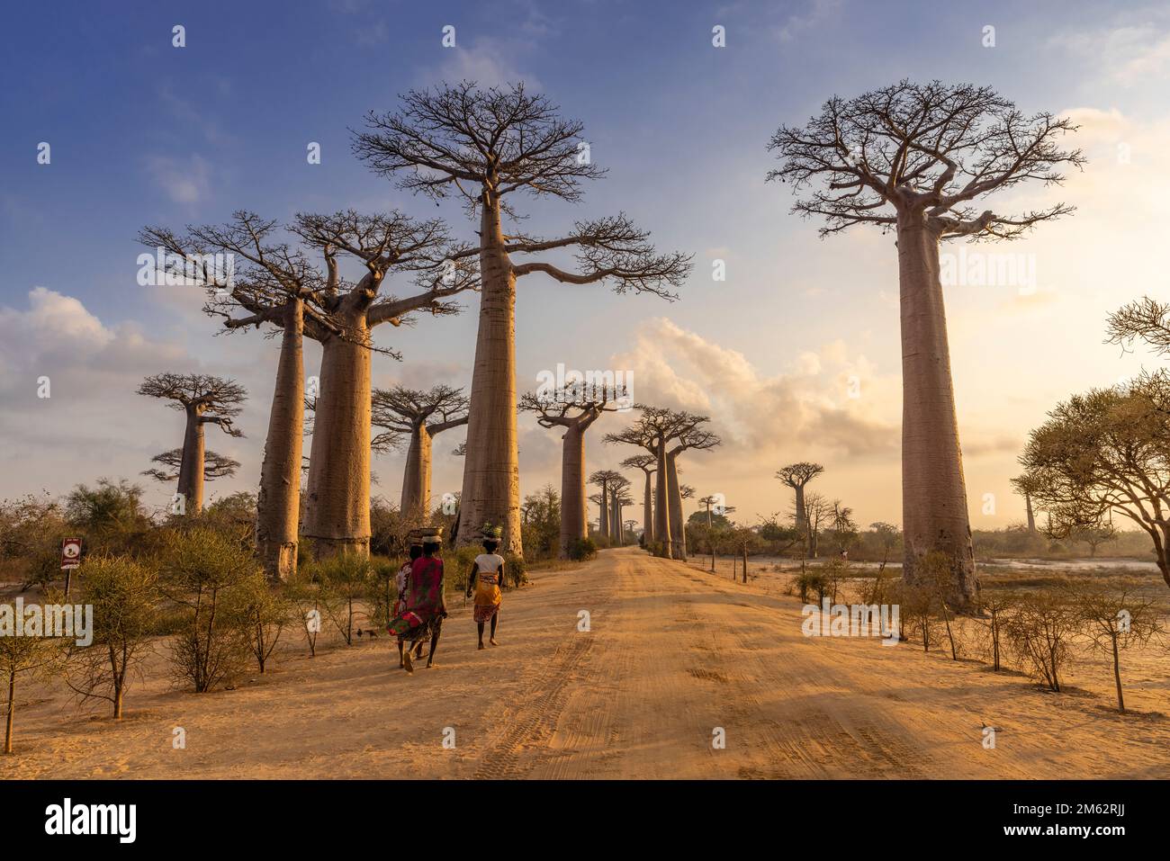 La vie de village le long de l'avenue des Baobabs à Morondava, Madagascar, Afrique Banque D'Images