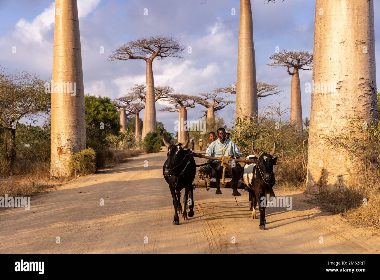 Oxcart traditionnel à l'avenue des Baobabs à Morondava, Madagascar, Afrique Banque D'Images