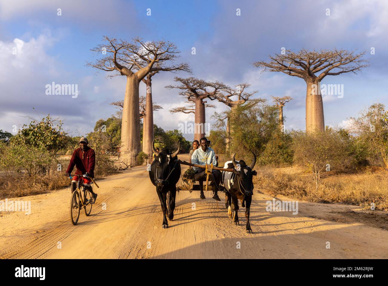 Oxcart traditionnel à l'avenue des Baobabs à Morondava, Madagascar, Afrique Banque D'Images