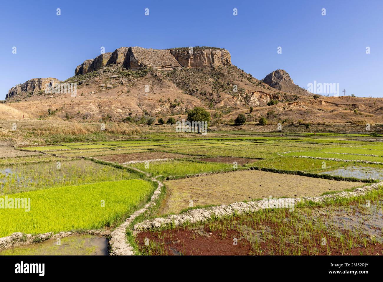 Ranohira riziculteurs et terrasses près de Kirindy, Madagascar, Afrique Banque D'Images