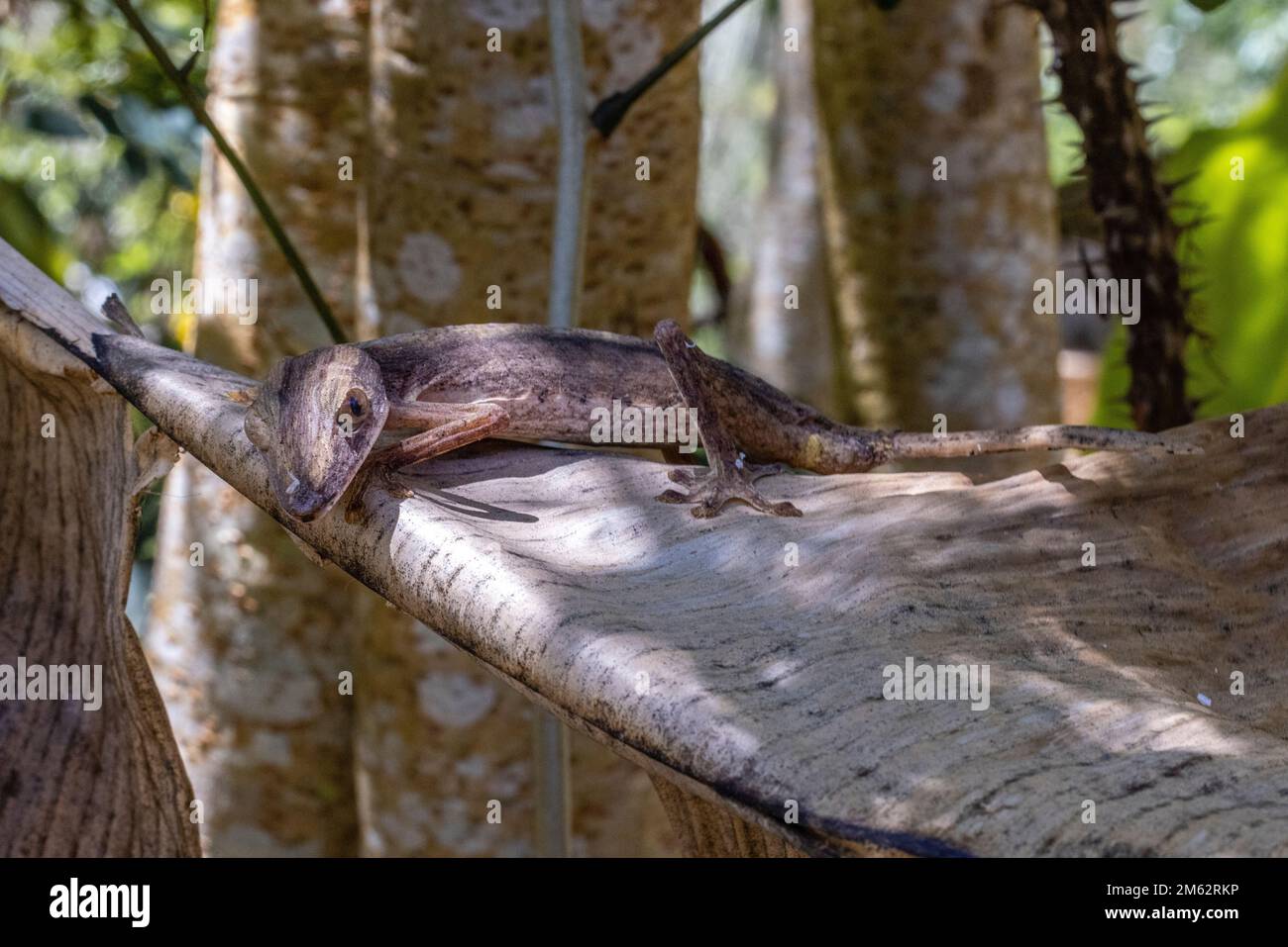 Gecko à queue de feuilles géante à Mandraka, dans l'est de Madagascar, en Afrique Banque D'Images