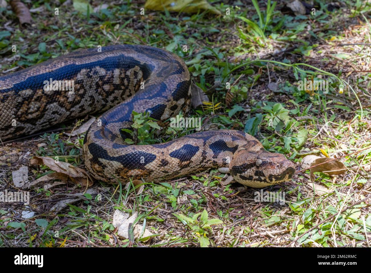 Serpent de Boa Constrictor au sol malgache à Mandraka, à l'est de Madagascar, en Afrique Banque D'Images