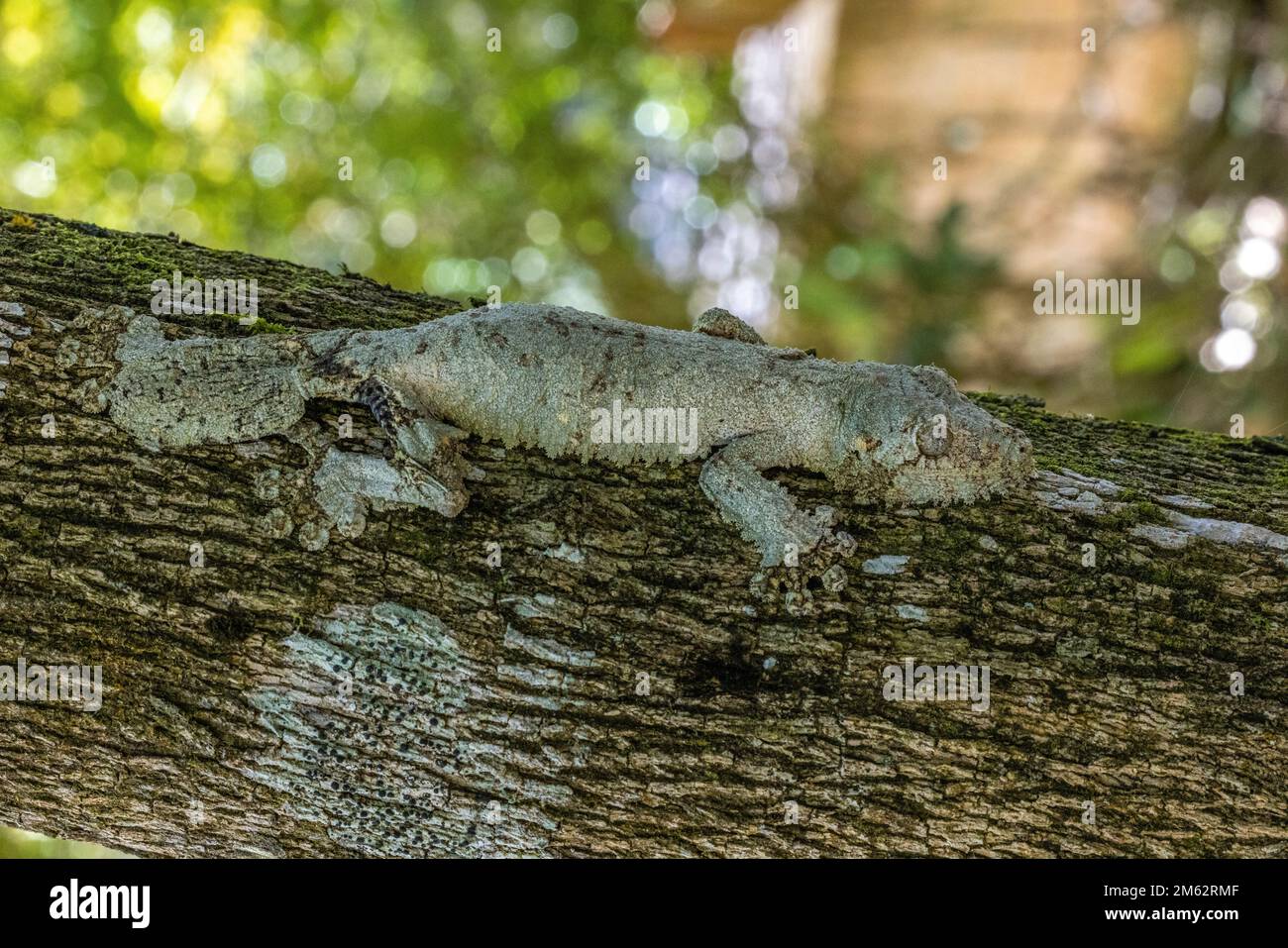 Gecko à queue de feuilles mossy à Mandraka, est de Madagascar, Afrique Banque D'Images