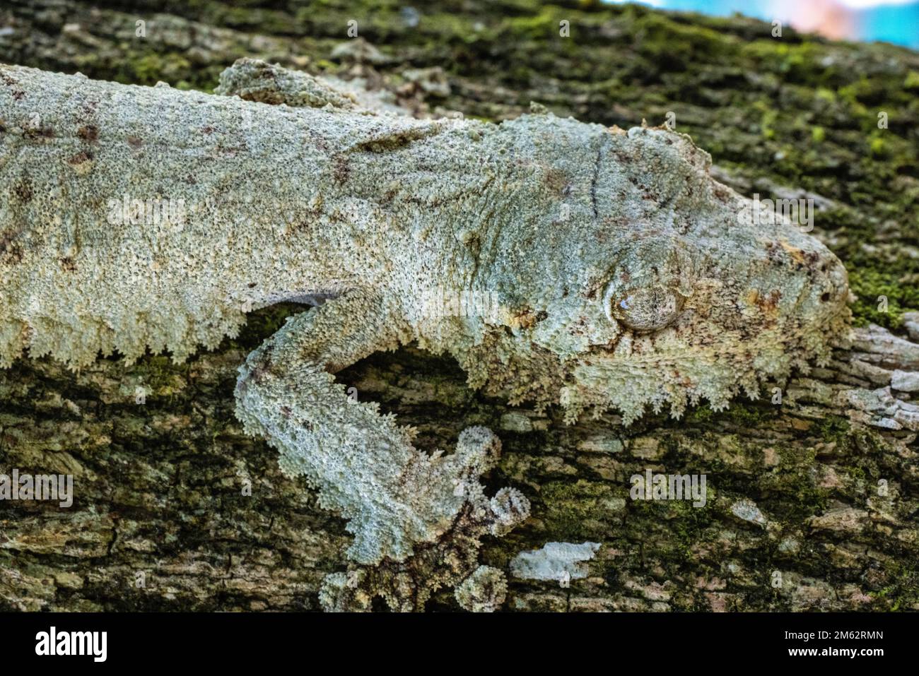 Gecko à queue de feuilles mossy à Mandraka, est de Madagascar, Afrique Banque D'Images