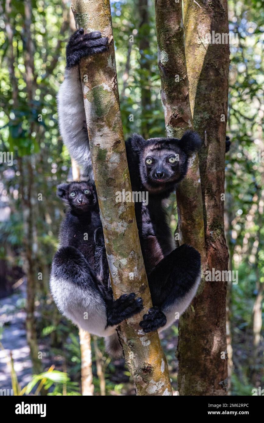Indri et jeunes lémuriens dans des arbres à la réserve de Palmarium, est de Madagascar, Afrique Banque D'Images