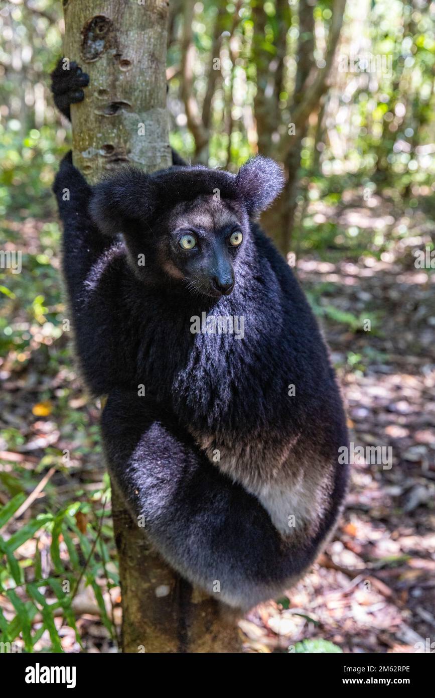 Indri lemur dans arbre à la réserve de Palmarium, est de Madagascar, Afrique Banque D'Images