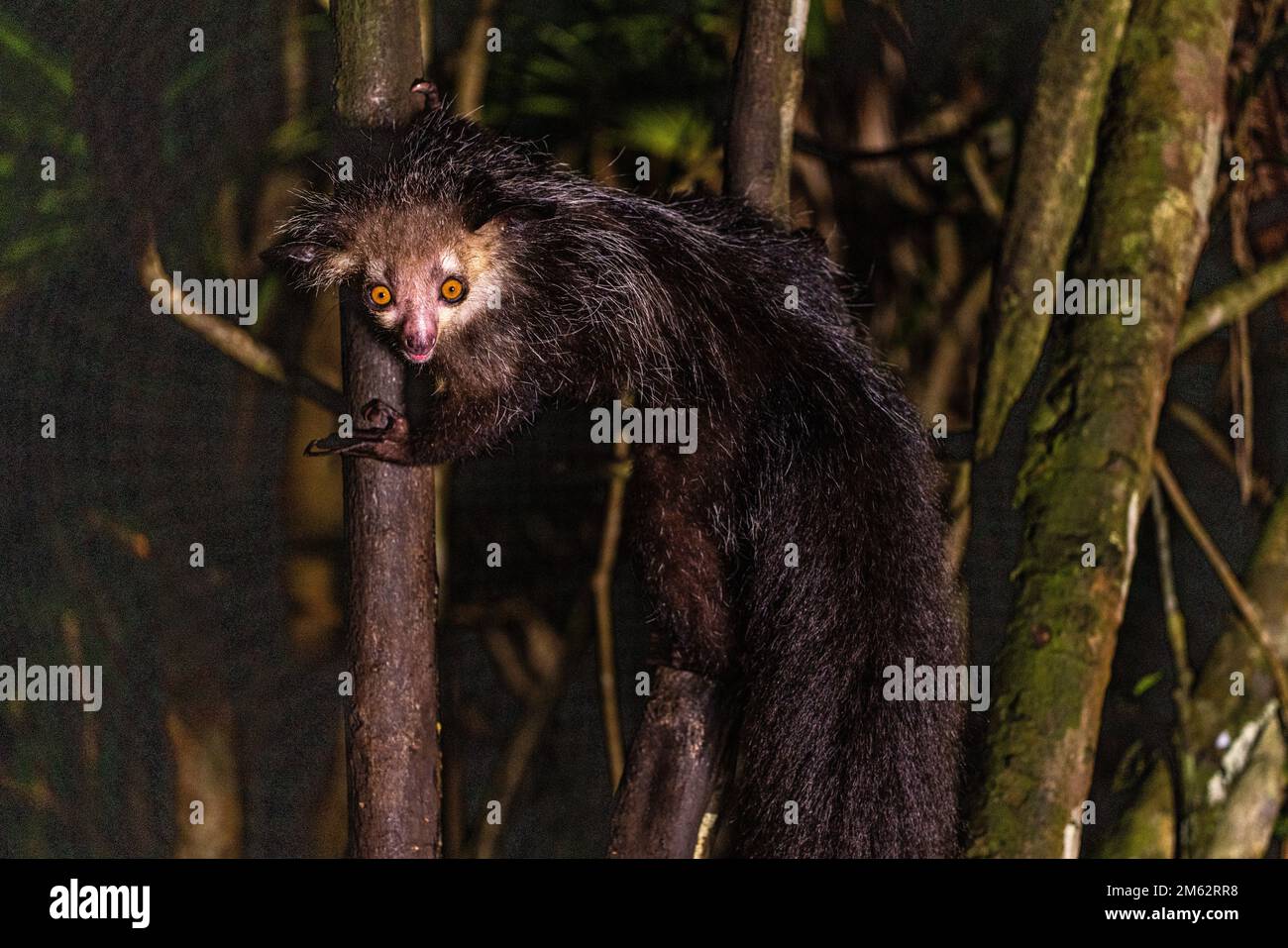 Aye-aye lemur dans un arbre, sciant des noix de coco ouvertes à la réserve de Palmarium, est de Madagascar, Afrique Banque D'Images