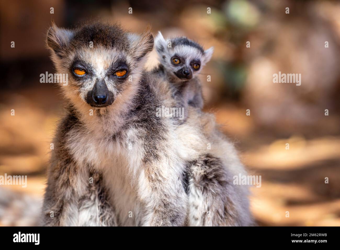 Lémuriens et bébés à Berenty Reserve, forêt de Malaza dans la vallée de Mandrare, Madagascar, Afrique Banque D'Images