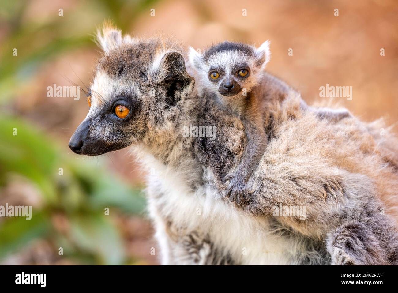 Lémuriens et bébés à Berenty Reserve, forêt de Malaza dans la vallée de Mandrare, Madagascar, Afrique Banque D'Images
