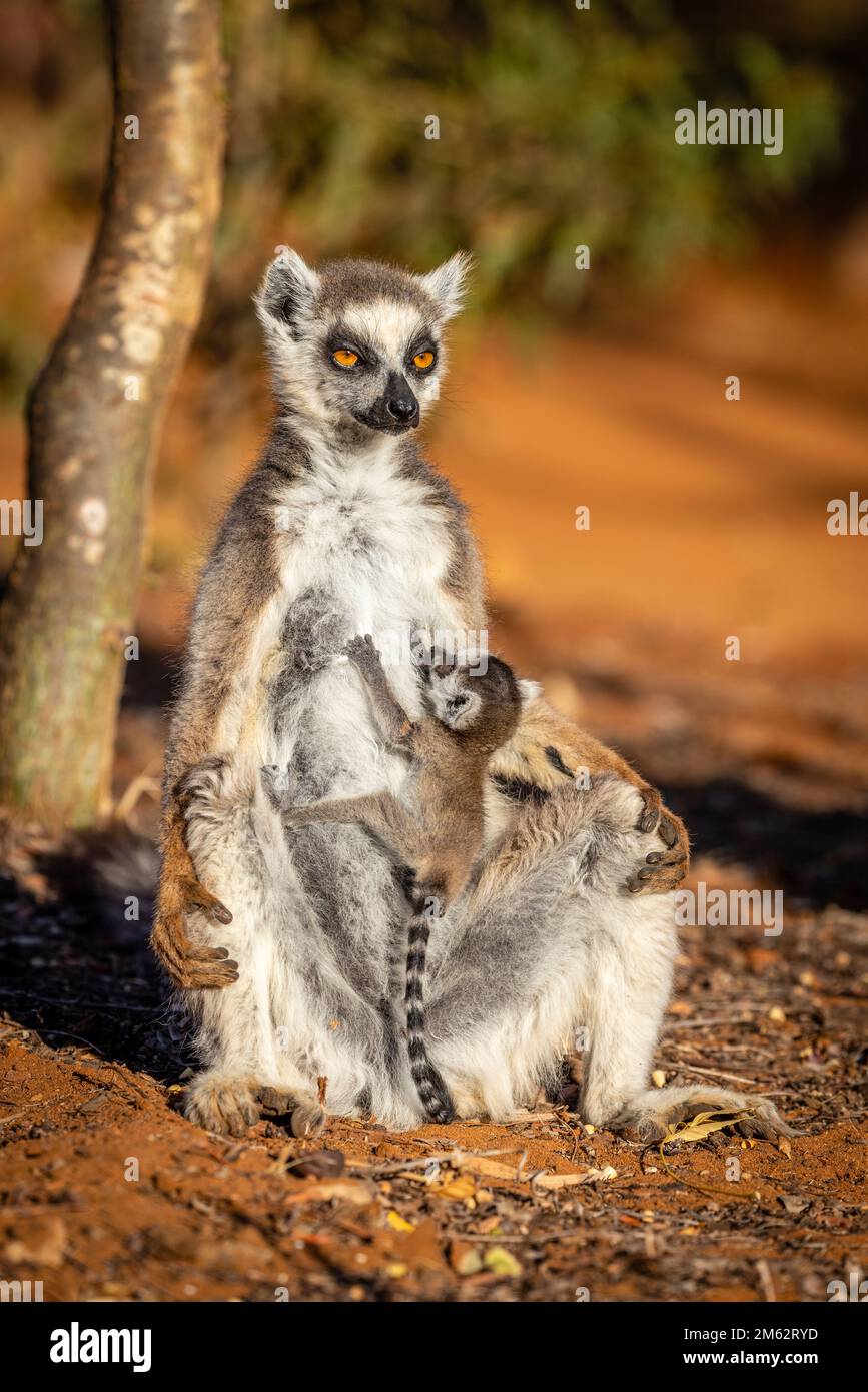 Le lémur de ringtail et le bébé se bronzent à la réserve de Berenty, forêt de Malaza dans la vallée de Mandrare, Madagascar, Afrique Banque D'Images