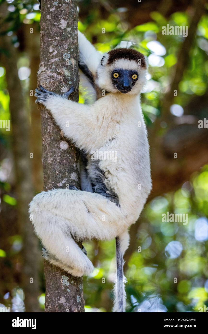 Sifaka lemur de Verreaux dans un arbre de la réserve de Berenty, forêt de Malaza dans la vallée de Mandrare, Madagascar, Afrique Banque D'Images
