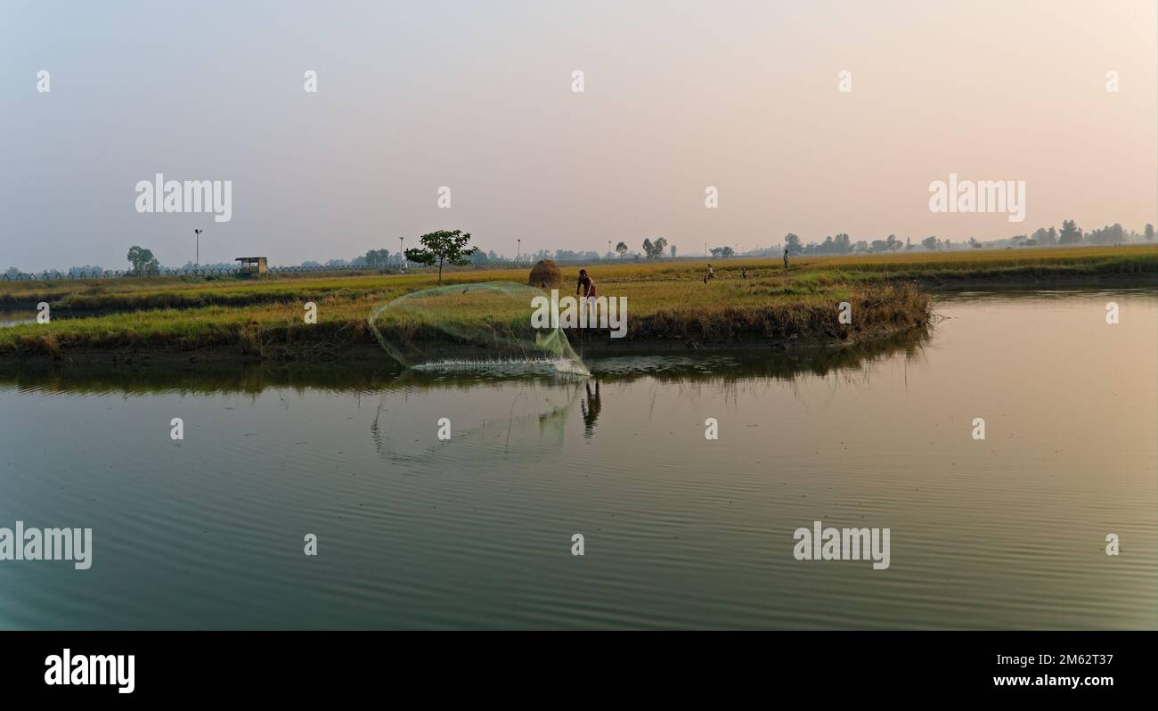 13.11.2022. bengale-occidental. inde. Un pêcheur indien solitaire pêche avec filet dans l'étang naturel . Inde. Banque D'Images