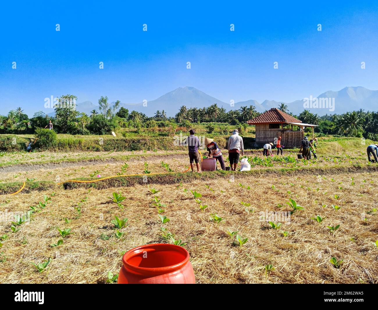 Plants de tabac dans le champ de riz avec belle vue sur le mont rinjani Banque D'Images