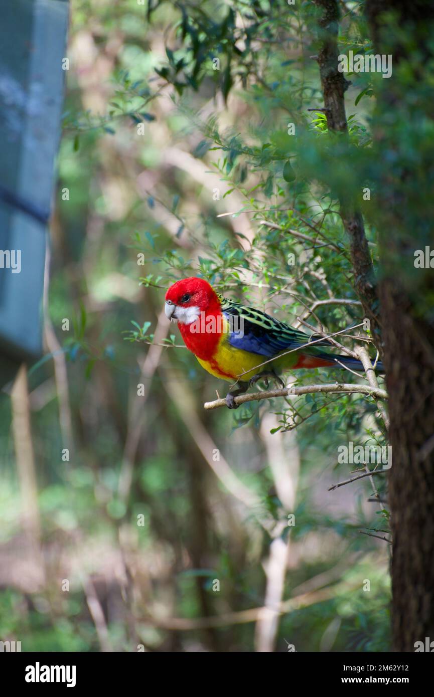 Une Rosella orientale (Platycercus Eximius) s'est nourriée dans mon Cotoneaster, mais s'est envolée. Heureusement, il a atterri dans le jardin d'un voisin. Banque D'Images