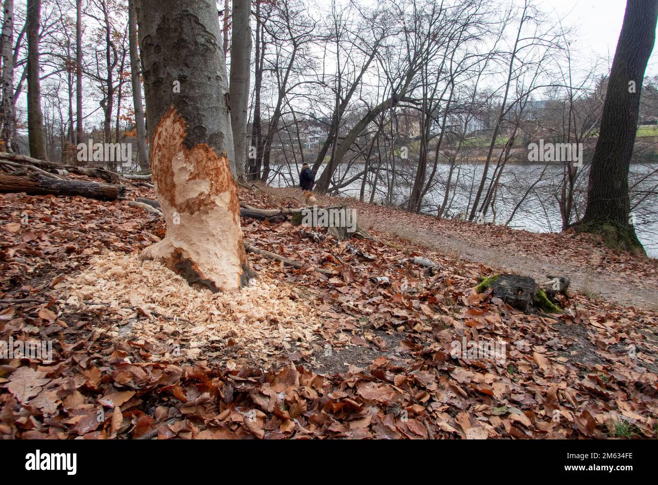 Le castor marque une morsure sur un arbre au lac Griebnitzsee à Berlin Banque D'Images