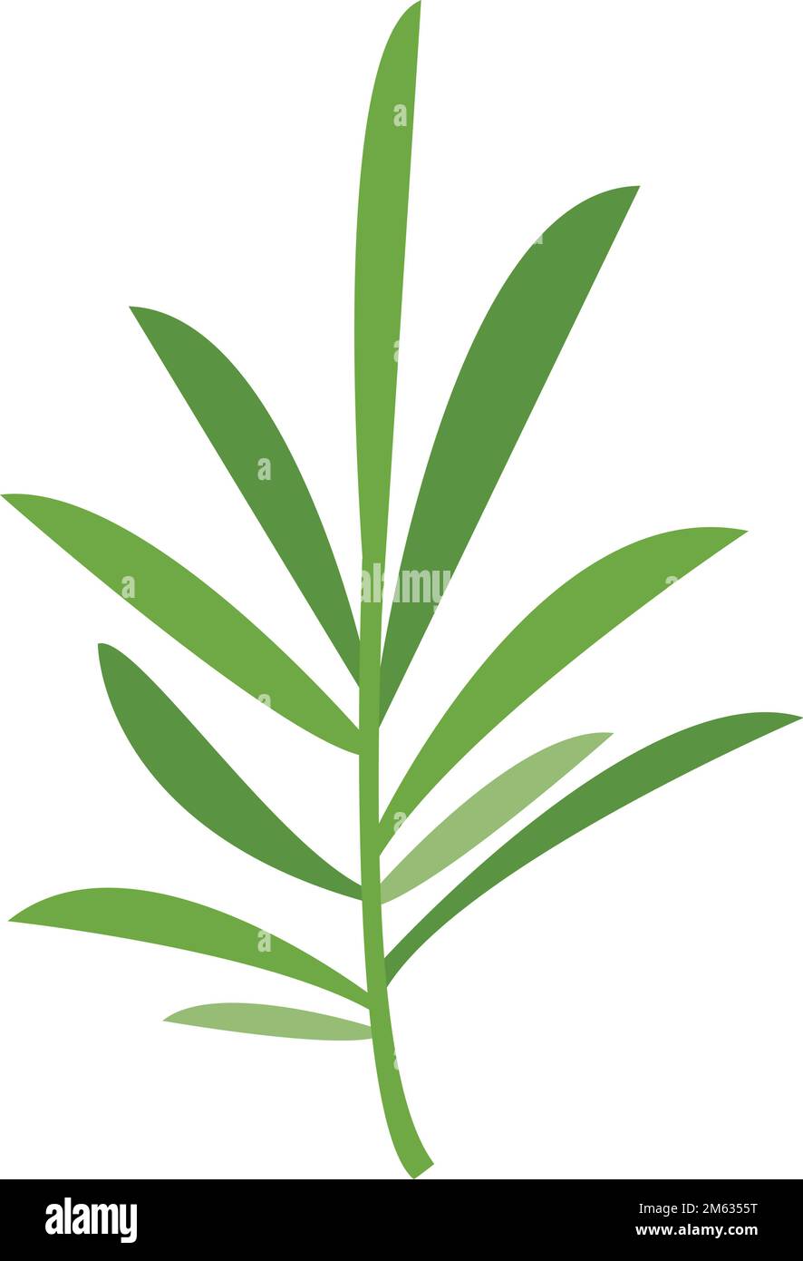 Icône de feuille de romarin vecteur plat. Plante herbacée. Fleur botanique isolée Illustration de Vecteur