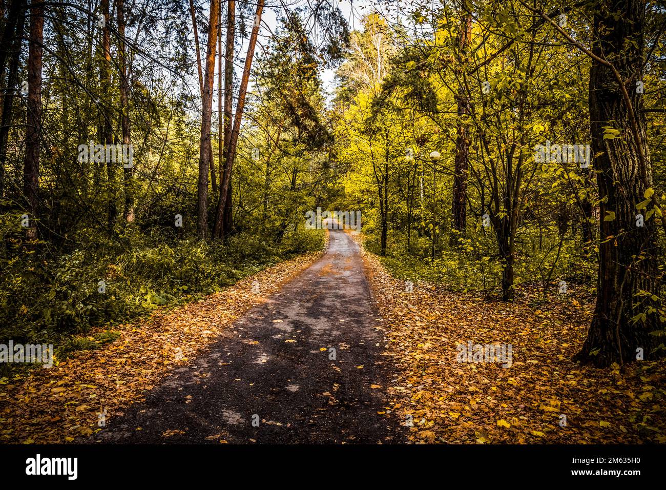 Promenade dans la forêt d'automne par une journée tranquille. Banque D'Images