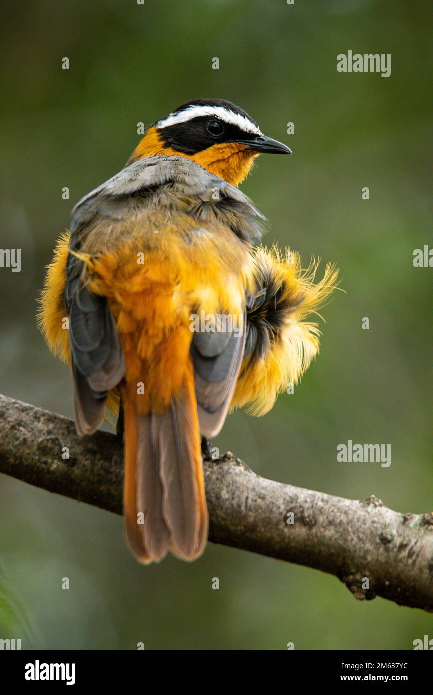 Adorable cossypha heuglini oiseau assis sur branche sans feuilles sur fond flou de forêt en été Banque D'Images