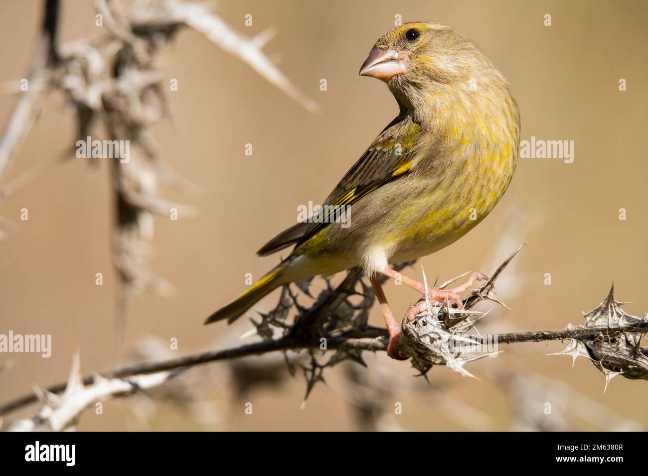 Jolie femelle verdfinch avec plumage brun et jaune assis sur une branche mince d'arbre dans la forêt sur un fond flou Banque D'Images