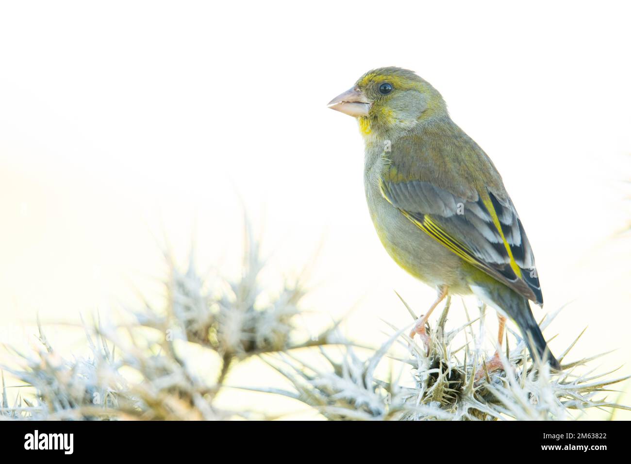 Jolie femelle verdfinch assise sur une branche d'arbre enneigée par temps ensoleillé dans la forêt pendant la journée Banque D'Images