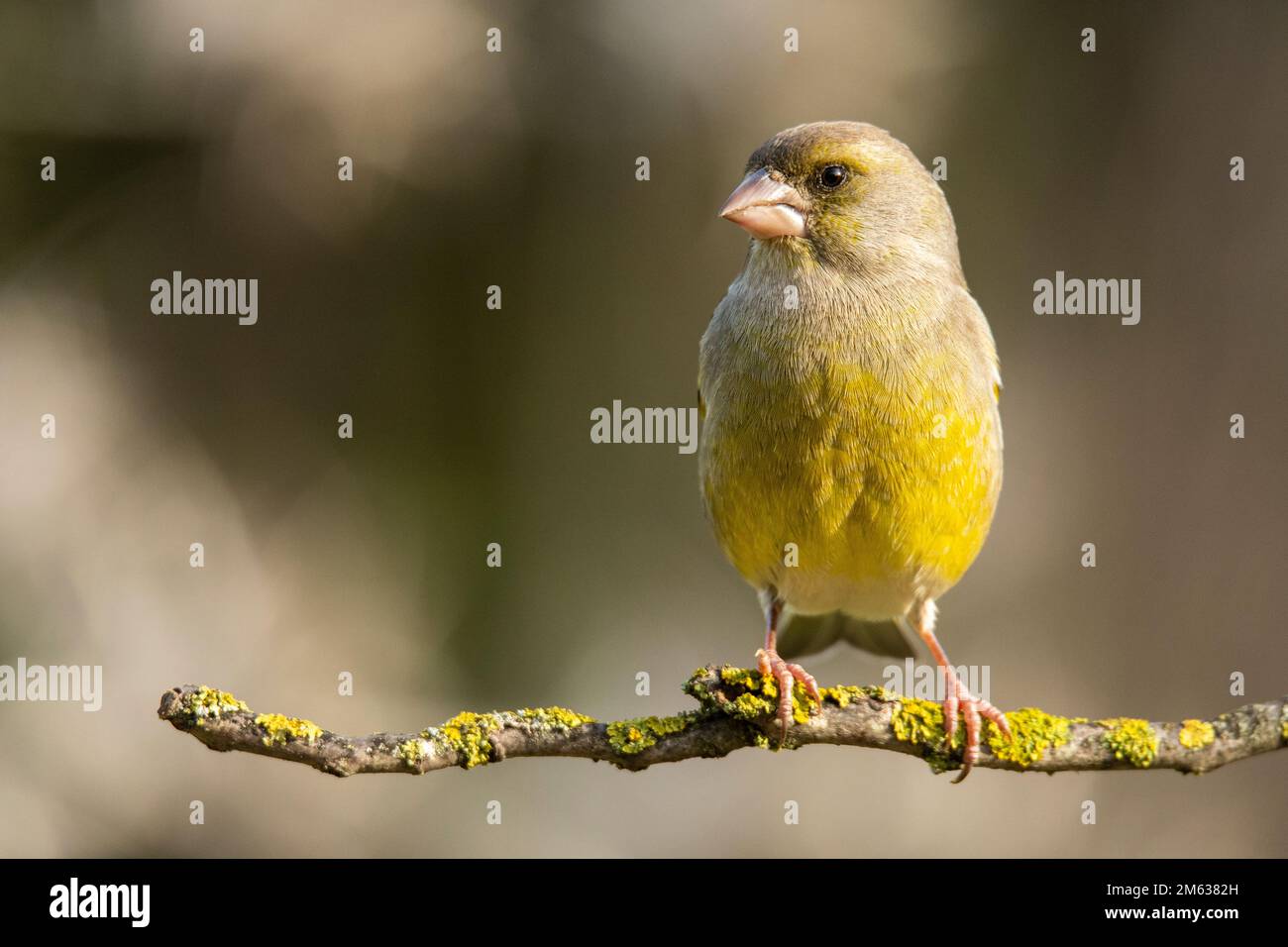 Jolie femelle verdfinch avec plumage brun et jaune assis sur la branche d'arbre dans la forêt sur fond flou Banque D'Images