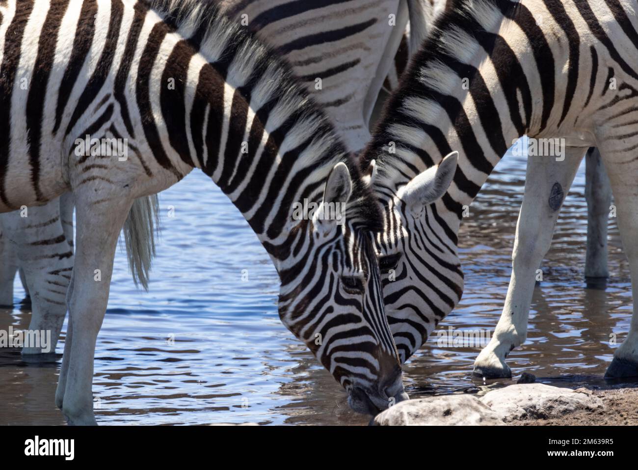 Troupeau de zèbres sauvages se tenant sur la rive pierreuse et de l'eau potable provenant du lac en Namibie Banque D'Images