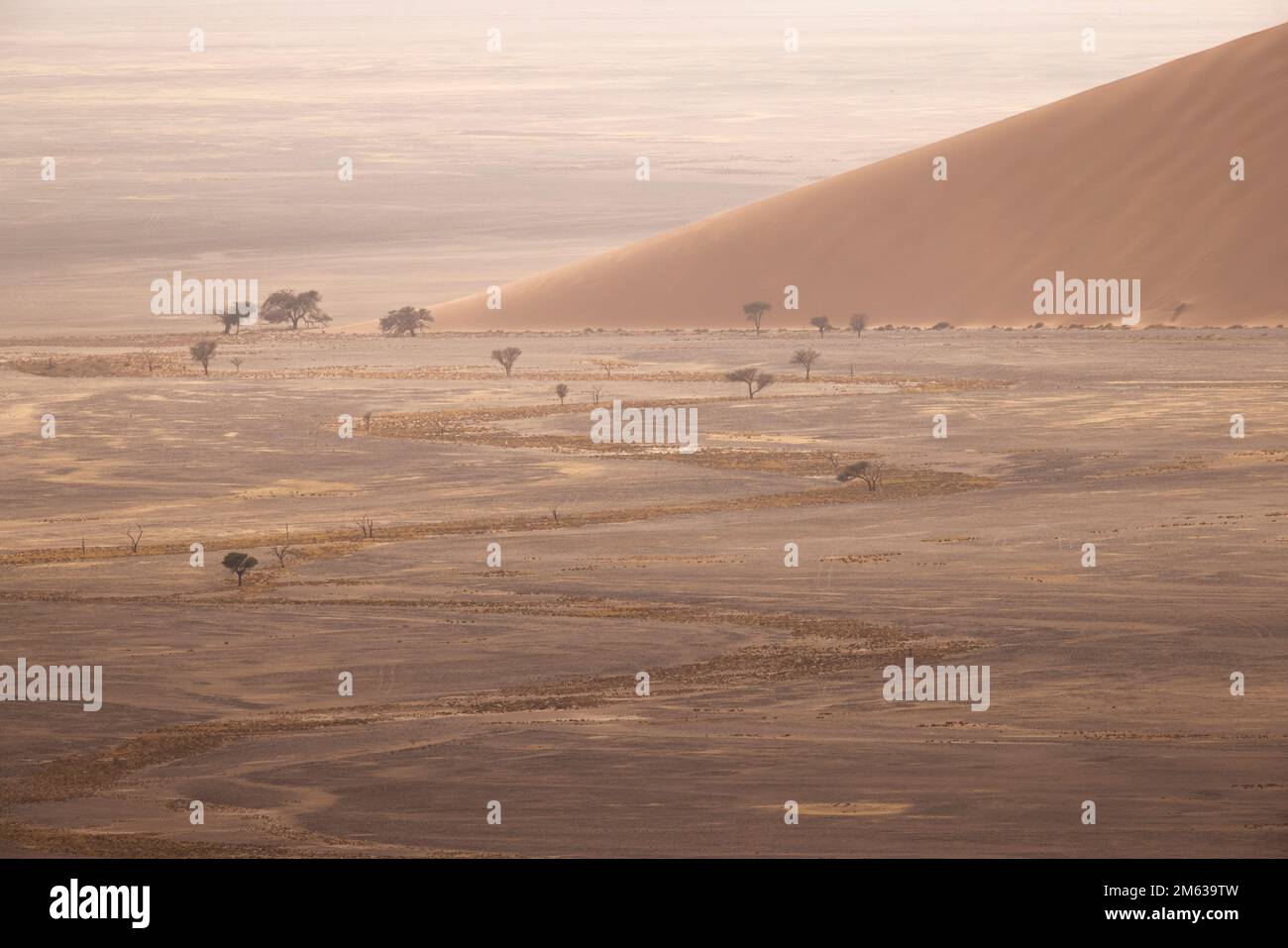 Vue de drone de sable dans un immense désert mort avec des arbres séchés et des sols fissurés Banque D'Images