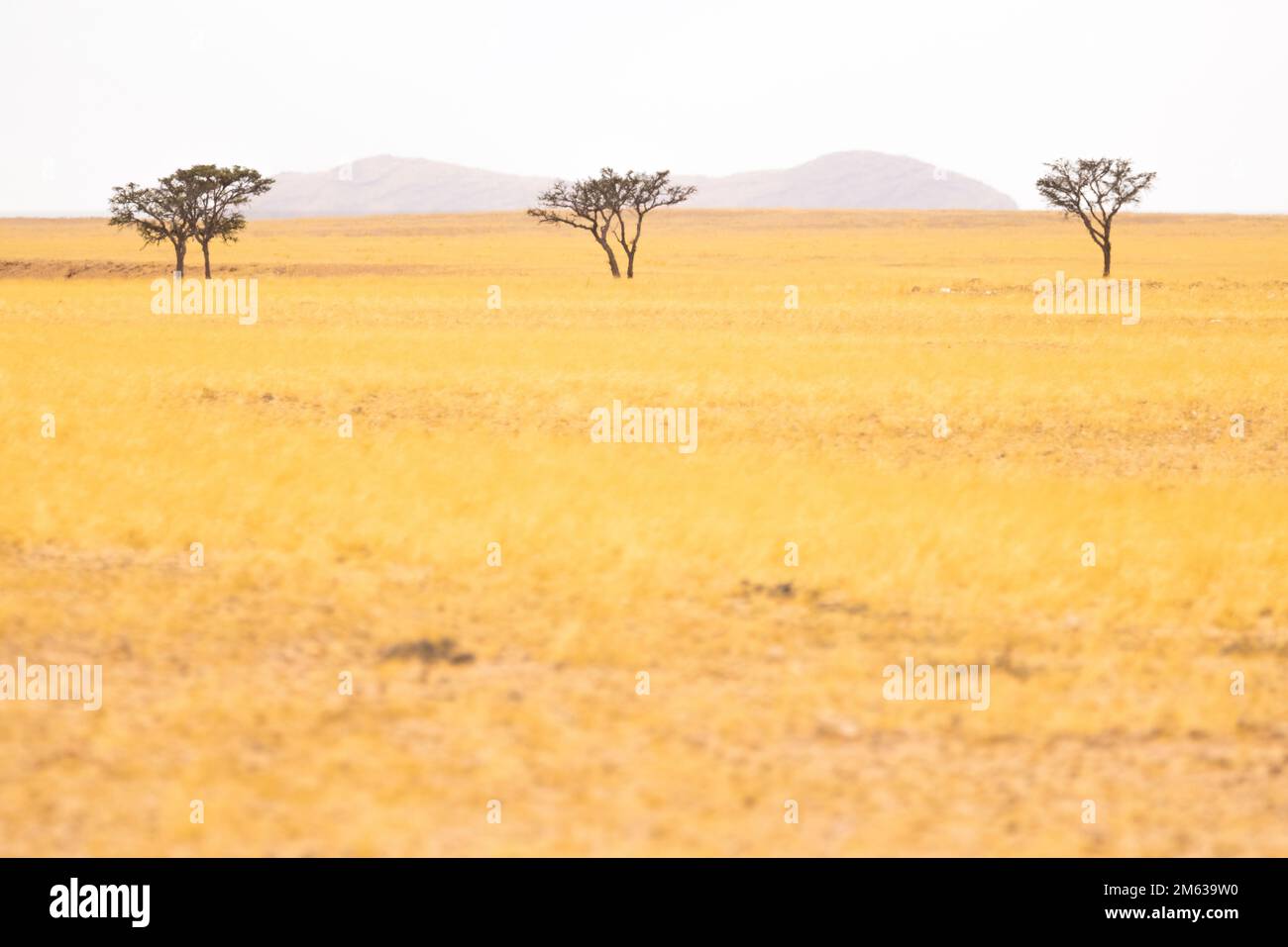 Dune de sable dans un immense désert mort avec des arbres séchés et un sol fissuré Banque D'Images