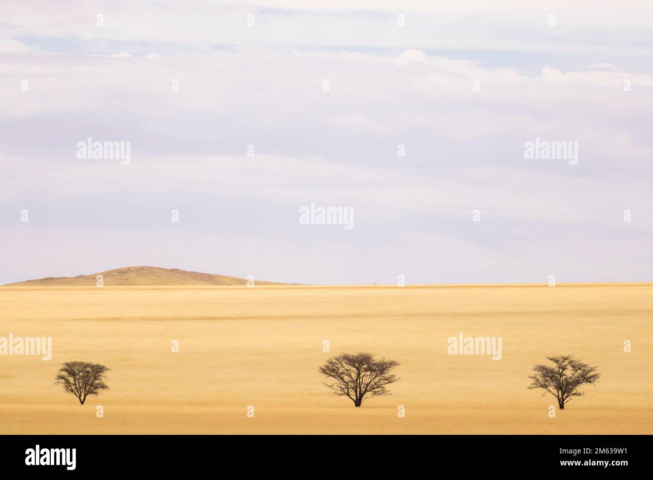 Dune de sable dans un immense désert mort avec des arbres séchés et un sol fissuré Banque D'Images